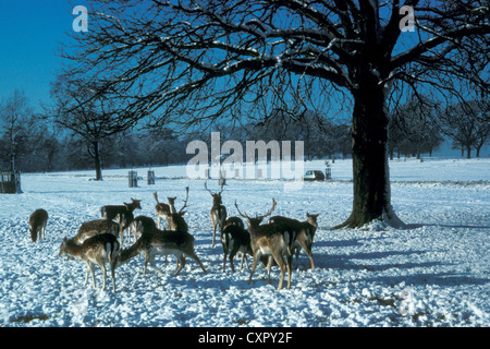 Royal Deer nella neve di Natale, Richmond Park a Surrey, Greater London Foto Stock