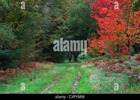Foto di un acero in un bosco britannica come si lascia girare rosso all'inizio dell'autunno Foto Stock