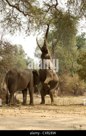 Gli elefanti africani, uno sulla schiena gambe fino ad arrivare a tree, Mana Pools, Zimbabwe Foto Stock