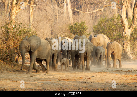 Branco di elefanti africani in movimento, Mana Pools, Zimbabwe Foto Stock