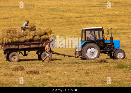 Agricoltori, trattori e raccolto di grano in Galizia, Ucraina occidentale Foto Stock