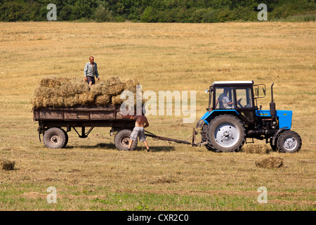 Agricoltori, trattori e raccolto di grano in Galizia, Ucraina occidentale Foto Stock