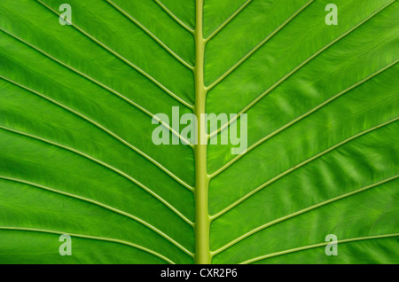 La tessitura di una foglia verde come sfondo Foto Stock
