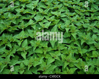 Letto di sensazioni puntorie aka ortica comune Foto Stock