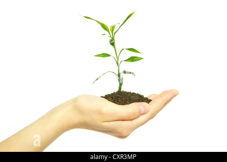 Mani alberello nel suolo su bianco Foto Stock