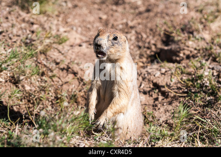 Prairie Dog (Cynomys) a Devils Tower, che vivono in ambiente selvatico, Wyoming USA Foto Stock