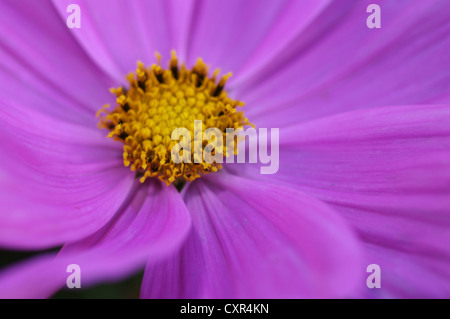 Rosa cosmo fiore, close up Foto Stock