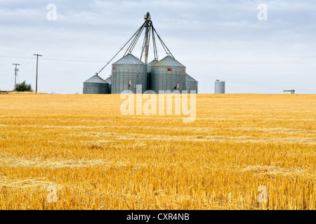 Silos per il grano e il raccolto e campo per le trebbiatrici mietitrebbia vicino a Mosca, Highway 95, Idaho, Stati Uniti d'America Foto Stock