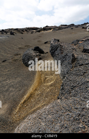 Capelli di Pele, fine vetro vulcanico fibra derivante dalla corrente eruzione del vulcano Kilauea, Parco Nazionale dei Vulcani delle Hawaii Foto Stock