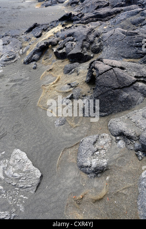 Capelli di Pele, fine vetro vulcanico fibra derivante dalla corrente eruzione del vulcano Kilauea, Parco Nazionale dei Vulcani delle Hawaii Foto Stock