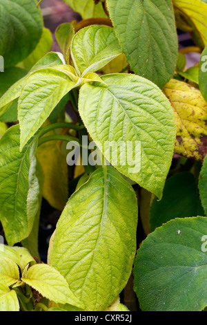 Hawaiian cyrtandra (Cyrtandra sp.), Piantine in una serra, Big Island, Hawaii, STATI UNITI D'AMERICA Foto Stock