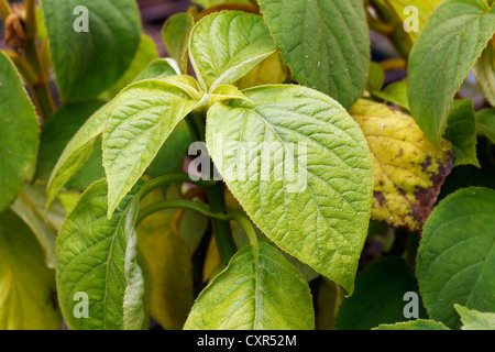 Hawaiian cyrtandra (Cyrtandra sp.), Piantine in una serra, Big Island, Hawaii, STATI UNITI D'AMERICA Foto Stock