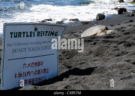 Tartaruga Verde (Chelonia Mydas), la spiaggia di sabbia nera di Punaluu, Big Island delle Hawaii, STATI UNITI D'AMERICA Foto Stock