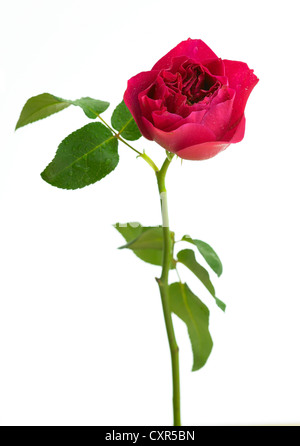 Rosa 'Darcey"Nome comune Rose Foto Stock