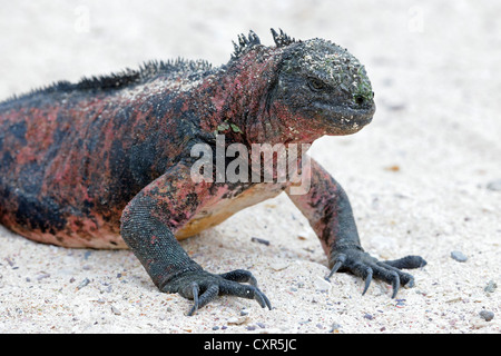 Iguana marina (Amblyrhynchus cristatus), Española Isola della sottospecie delle Isole Galapagos, Sito Patrimonio Mondiale dell'UNESCO, Ecuador Foto Stock