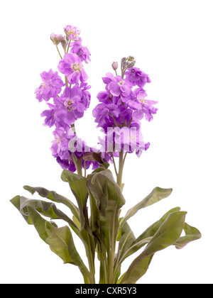 Matthiola incana "Arabella' nome comune di scorte, Gillyflower Foto Stock