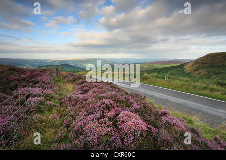 Luminose di erica viola in fiore sotto Owler Tor vicino a Hathersage in Peak District of England Foto Stock