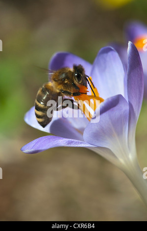 Il miele delle api (Apis mellifera) su giardino crocus, Schwaz, in Tirolo, Austria, Europa Foto Stock