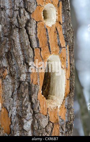 Masticare i segni di un picchio nero (Dryocopus martius), Landschaftsschutzgebiet Tratzberg area di conservazione, Tirolo, Austria Foto Stock