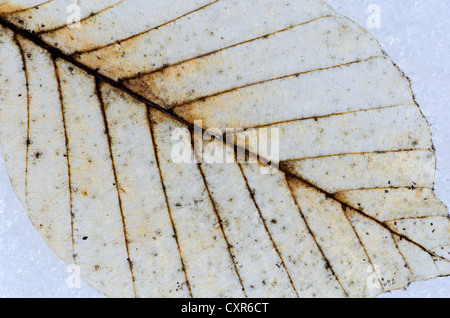 Foglia di un unione di faggio o comuni di faggio (Fagus sylvatica), Innsbruck, in Tirolo, Austria, Europa Foto Stock