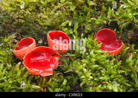 Scarlet Elf tazza o tazza scarlatto (Sarcoscypha coccinea), Tratzberg Area di Conservazione, Stans, Tirolo, Austria, Europa Foto Stock