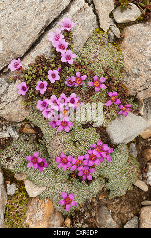 Purple Mountain (sassifraga Saxifraga oppositifolia subsp. Oppositifolia), nella parte superiore, sassifraga viola (Saxifraga rudolphina) Foto Stock