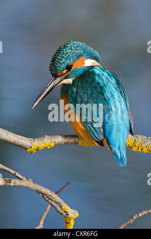 Kingfisher (Alcedo atthis), Tratzberg paesaggio area di conservazione, Tirolo, Austria, Europa Foto Stock