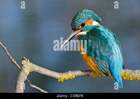 Kingfisher (Alcedo atthis), Tratzberg paesaggio area di conservazione, Tirolo, Austria, Europa Foto Stock