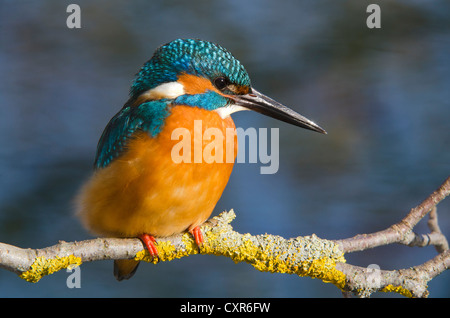 Kingfisher (Alcedo atthis), Tratzberg paesaggio area di conservazione, Tirolo, Austria, Europa Foto Stock