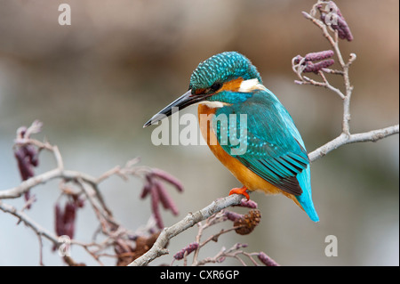 Kingfisher (Alcedo atthis), Tratzberg paesaggio area di conservazione, Tirolo, Austria, Europa Foto Stock