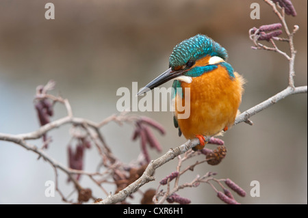 Kingfisher (Alcedo atthis), Tratzberg paesaggio area di conservazione, Tirolo, Austria, Europa Foto Stock