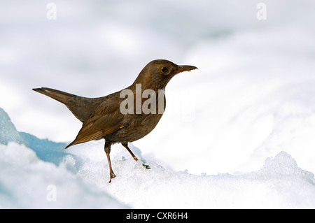 Merlo (Turdus merula), femmina, nella neve, Terfener Forchat, Terfens, Tirolo, Austria, Europa Foto Stock