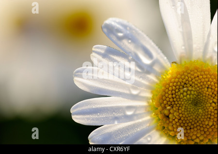 Fiore a margherita (Leucanthemum vulgare), Auerberg, Rieden, Est Allgaeu, Svevia, Baviera, Germania, Europa Foto Stock