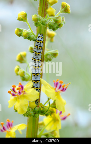 Mullein Moth (Shargacucullia verbasci), Caterpillar su un fiore Mullein (Molène sp.), Mindelheim, inferiore Allgaeu, Bavaria Foto Stock