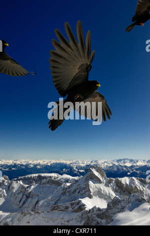 Gracchi alpini (Pyrrhocorax graculus) in volo, montagne sul retro, Saentis montagna, Wildhaus, Appenzell, Svizzera Foto Stock