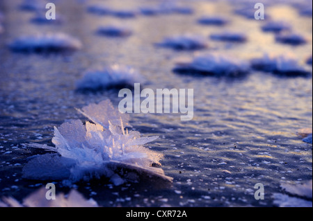 Acqua congelata superficie con fiori di brina, Pfronten, Allgaeu, Baviera, Germania, Europa Foto Stock