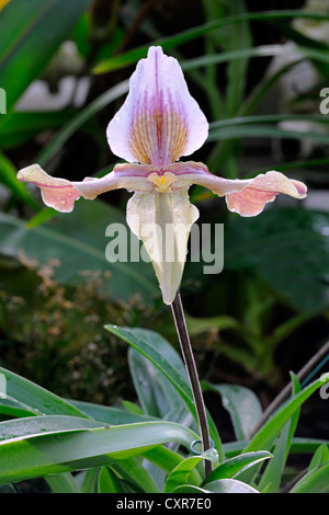 Pianella della Madonna (Paphiopedilum sp.), Asia Foto Stock