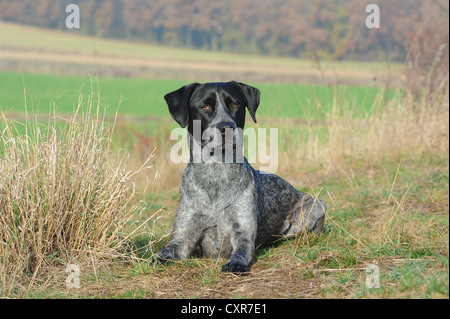 Il Labrador Retriever - Miniature pinscher cross-razza giacente in un prato Foto Stock