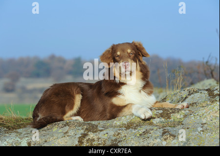 Pastore australiano, red tri, giacente su una roccia Foto Stock