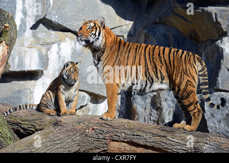 La tigre indocinese o Corbett Tiger (Panthera tigris corbetti), tigre e cub, lo Zoo di Berlino, Germania, Europa Foto Stock