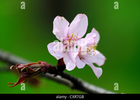 Fioritura Sargent di ciliegio (Prunus sargentii), Giappone, Asia Foto Stock