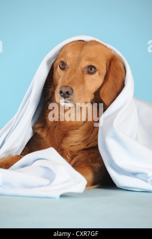 Mixed-razza cane giacente al di sotto di una coperta Foto Stock