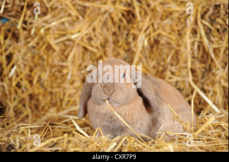 Nana Bruna inglese Lop rabbit Seduta in paglia e roditura su una levetta Foto Stock