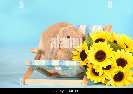 Nana Bruna inglese Lop seduta di coniglio in un mini transat e lo sniffing a girasoli Foto Stock