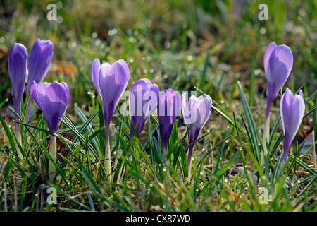 Crochi (Crocus sp.), viola, in un prato, Berlino, Germania, Europa Foto Stock