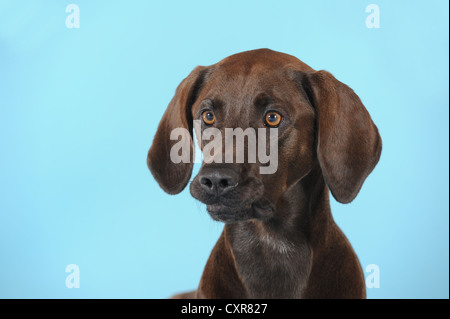 Mixed-razza cane, Weimaraner, Labrador e Ridgeback, ritratto, mordere sulle sue labbra di fronte ad una superficie di colore blu Foto Stock