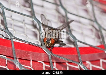 Casa comune volare (Musca domestica), su elettrico fly swatter, trappola per insetti, scosse elettriche Foto Stock