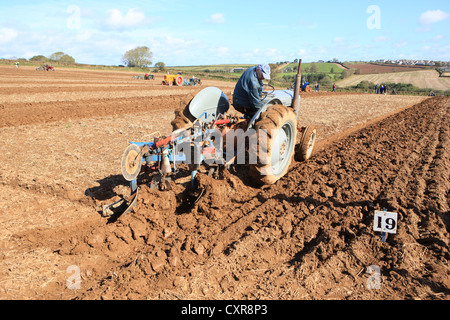 Vintage Massey Ferguson ( Little Grey Fergie ) il trattore a un Match di aratura a Pelynt vicino a Looe in Cornovaglia in una giornata autunnale Foto Stock