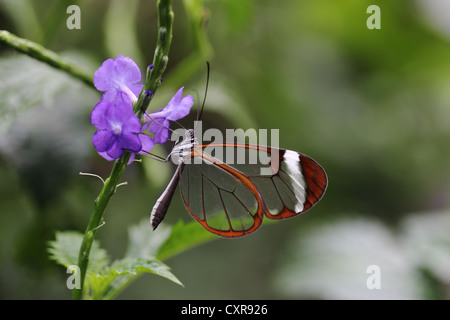 Glasswinged butterfly (Greta oto) su un fiore, l'alimentazione, l'Isola di Mainau, Baden-Wuerttemberg, Germania, Europa Foto Stock
