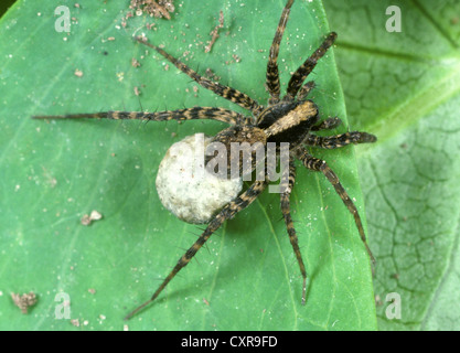 Wolf spider, Pardosa sp., femmina con massa di uova Foto Stock